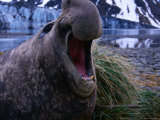 A Male Elephant Seal, Antarctica Photographie par Grant Dixon