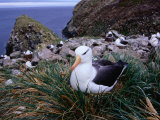 Nesting Black-Browed Albatross (Diomedea Melanophris), Westpoint Island, Falkland Islands Lámina fotográfica por Grant Dixon Nesting Black-Browed Albatross (Diomedea Melanophris), Westpoint Island, Falkland Islands Lámina fotográfica por Grant Dixon