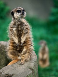 Chris Mellor - Meerkat on Tree Trunk, United States of America Fotografická reprodukce Chris Mellor - Meerkat on Tree Trunk, United States of America Fotografická reprodukce