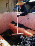Bulk Bin of Grapes and Vineyard Worker, Western Australia, Australia Photographic Print by John Hay