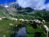 Sheep along Stubai Hohenweg Walking Route, Tirol, Austria Photographie par Gareth McCormack