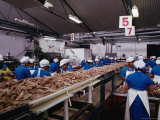 People Working in Fish Processing Plant, Japan Photographic Print by John Hay