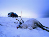 Reindeer Killed in Road Accident, Norway Photographic Print by David Tipling