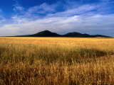 You Yangs Forest Park, You Yangs Forest Reserve, Australia Photographic Print by Chris Mellor