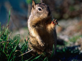 Squirrel, USA Photographic Print by Michael Aw