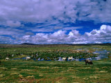 Native Llamas and Alpacas by a Watering Hole, Volcan Isluga National Park, Chile Photographic Print by Aaron McCoy