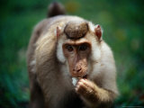 Baboon Eating, Malaysia Photographic Print by Jean-Bernard Carillet