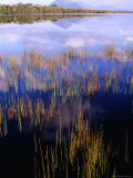 Reeds Growing in Melaleuca Lagoon Near Mt. Rugby, South West National Park, Tasmania, Australia Photographie par Grant Dixon