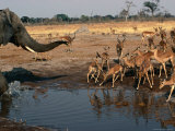 Elephant Chasing Off Impala From Watering Hole, Savuti, Chobe NP, Botswana Lámina fotográfica por Dennis Jones Elephant Chasing Off Impala From Watering Hole, Savuti, Chobe NP, Botswana Lámina fotográfica por Dennis Jones
