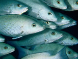 School of Grey Snapper (Lutjanus Griseus), Soufriere Bay, Scott's Head, Dominica Photographic Print by Michael Lawrence