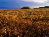 Wheatfield, Pembrokeshire Coast National Park, Pembrokeshire, Wales Photographie par Grant Dixon