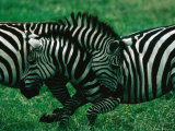 Zebras (Equus Zebra) Sparring, Ngorongoro Crater, Ngorongoro Conservation Area, Tanzania Photographic Print by Dennis Jones