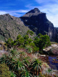 Flora with Mount Anne Behind, South West National Park, Tasmania, Australia Photographie par Gareth McCormack