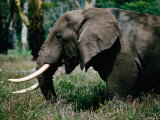 Elephant in Acacia Forest in Ngorongoro Crater, Ngorongoro Conservation Area, Tanzania Photographie par David Wall
