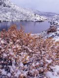 Late Autumn Snow on Deciduous Beech on the Tarn Shelf, Mt. Field National Park, Tasmania, Australia Photographie par Grant Dixon