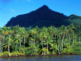 Palm Grove at Maroe Bay, French Polynesia Photographie par Manfred Gottschalk