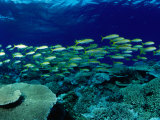 Yellow Goatfish (Mulloides Vanicolensis) Swimming Over Reef, Australia Photographic Print by Michael Aw