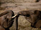 Elephants, Cecil Kop Nature Reserve, Zimbabwe Photographie par David Wall