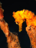 Orange Sea-Horse (Hippocampus Kuda), Bali, Indonesia Impressão fotográfica por Michael Aw Orange Sea-Horse (Hippocampus Kuda), Bali, Indonesia Impressão fotográfica por Michael Aw
