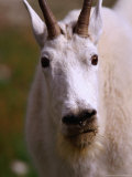 Goat (Oreamus Americanus)., Jasper NP, Alberta, Canada Lámina fotográfica por Lawrence Worcester