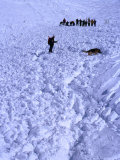 Aftermath of Avalanche with Rescue Party, Dog and Handler Searching for the Missing, Austria Photographie par Christian Aslund