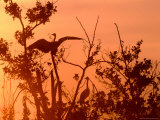 Grey Herons in Tree at Dawn, United Kingdom Photographic Print by David Tipling