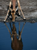 Impala (Aepyceros Melampus) Drinking Water, Savuti, Botswana Photographic Print by Dennis Jones