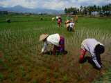 Farmers Planting Rice in a Paddy Near Tanjung, Lombok, West Nusa Tenggara, Indonesia Photographic Print by Richard I'Anson