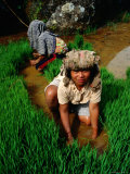 Rice Paddy Farmers., Tana Toraja, South Sulawesi, Indonesia Photographic Print by Greg Elms
