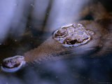 Freshwater Crocodile (Crocodylus Johnstoni), Kakadu National Park, Australia Fotografie-Druck von Chris Mellor