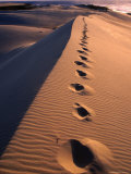 Footprints on Sand Dune at Cape Howe, Croajingolong National Park, Victoria, Australia Photographie par Grant Dixon