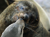 Mating Fur Seals, Cape Cross Seal Reserve, Namibia Photographic Print by Manfred Gottschalk
