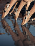 Impala's (Aepyceros Melampus) Drinking, Savuti, Botswana Photographic Print by Dennis Jones