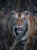 Tiger Stalking Through Long Grass, Bandhavgarh National Park, India Photographie par Dennis Jones
