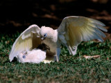 Playfight Between Little Corella Siblings, Kakadu National Park, Australia Photographic Print by Dennis Jones
