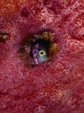 Secretary Blenny Hiding, St. Anne Sandy Point, St. Kitts & Nevis Photographic Print by Mark Webster