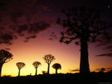 Kokerbooms, or Quivertrees, at Kokerboomwoud (Kokerboom Forest), Keetmanshoop, Namibia Photographic Print by David Wall