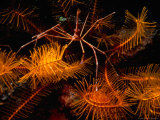 An Arrowhead Crab on Crinoid, Douglas Bay, North of Cabrits National Park, Dominica Photographic Print by Michael Lawrence