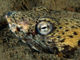 Detail of a Spotted Snake Eel (Ophichtus Ophis) Hiding in Sea Bed, Dominica Fotografie-Druck von Michael Lawrence