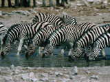 Zebras (Equus Burchellii) Drinking from Waterhole, Etosha National Park, Namibia Photographie par Dennis Jones
