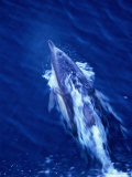 Dolphin Swimming In Whitewash On Bow Of Boat, Australia Lámina fotográfica por Dennis Jones Dolphin Swimming In Whitewash On Bow Of Boat, Australia Lámina fotográfica por Dennis Jones