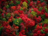 Autumn Colours of Forest, Maine, USA Photographic Print by Jim Wark