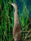 Pond Heron or Paddybird in Breeding Plumage Among Reeds, Kanha National Park, India Photographic Print by Dennis Jones