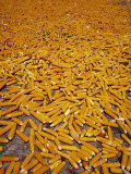 Corn Cobs Ripening on the Ground, Ilocos Sur, Philippines Photographic Print by John Pennock