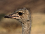 Ostrich's Head, Central Highland, Namibia Photographic Print by Manfred Gottschalk