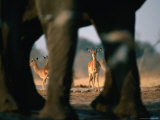 Imapalas Viewed Through an Elephant's Legs, Savuti, Botswana Photographic Print by Dennis Jones