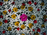 Flowers Floating in Bowl of Water, Habarana, Sri Lanka Photographic Print by Richard I'Anson