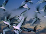 Flock Of Terns (Sterna Hirundo) In Flight, Australia Lámina fotográfica por Michael Aw Flock Of Terns (Sterna Hirundo) In Flight, Australia Lámina fotográfica por Michael Aw