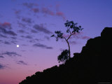 Section Of Larapinta Trail Silhouetted In Evening, West Macdonnell NP, Australia Lámina fotográfica por Paul Sinclair Section Of Larapinta Trail Silhouetted In Evening, West Macdonnell NP, Australia Lámina fotográfica por Paul Sinclair