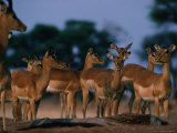 Impala (Aepyceros Melampus) Herd, Savuti, Botswana Photographie par Dennis Jones